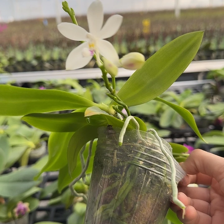 大部分开放少量花苞双苗，白色