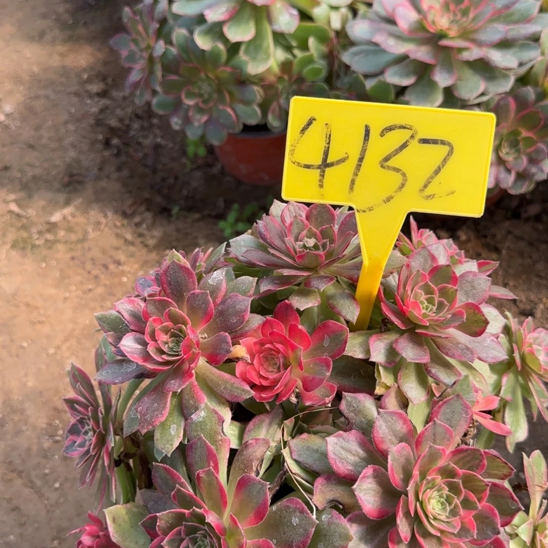 4132--万花筒多头多肉