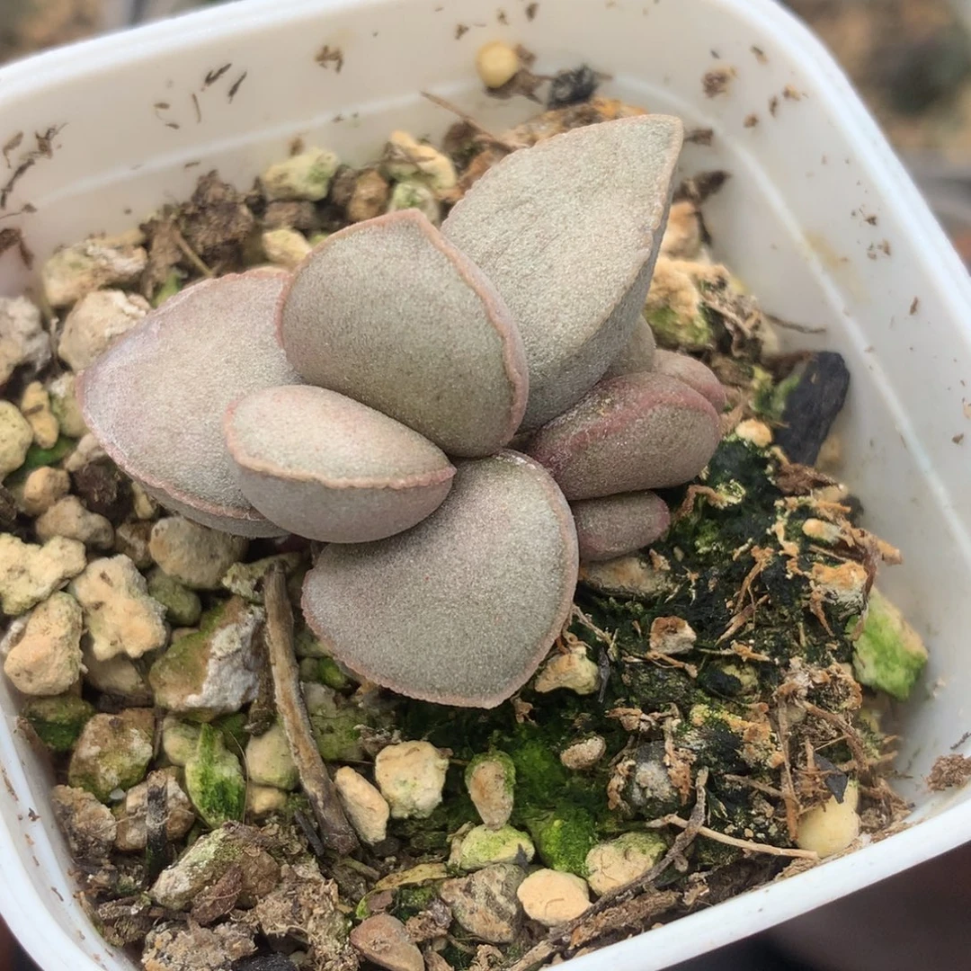 光面系磨砂蛋一物一拍