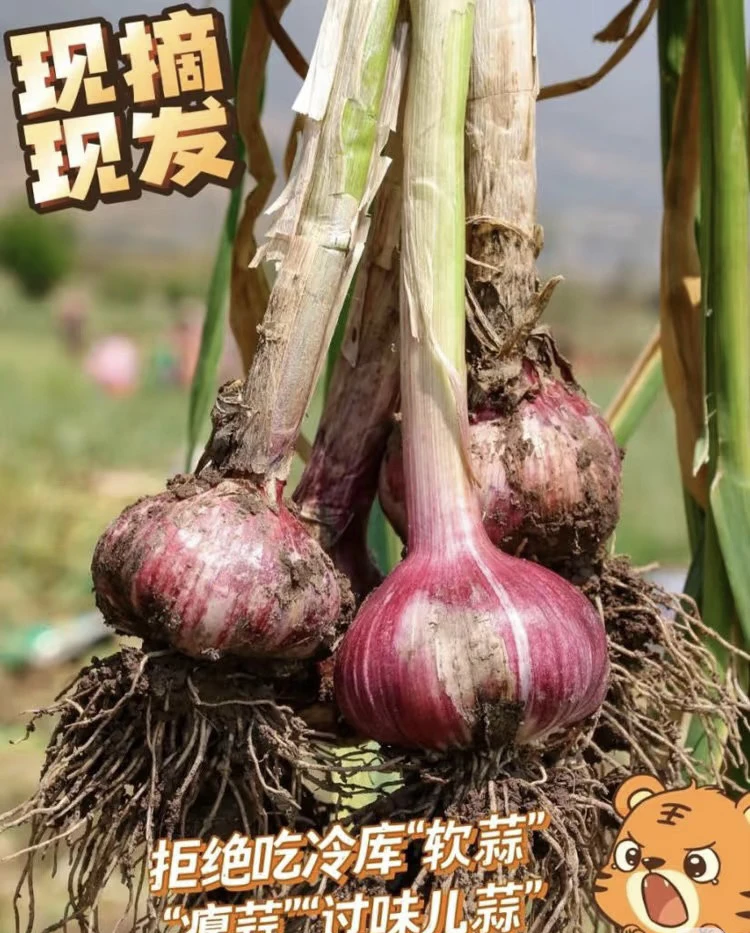 2025大蒜5斤小果特惠装