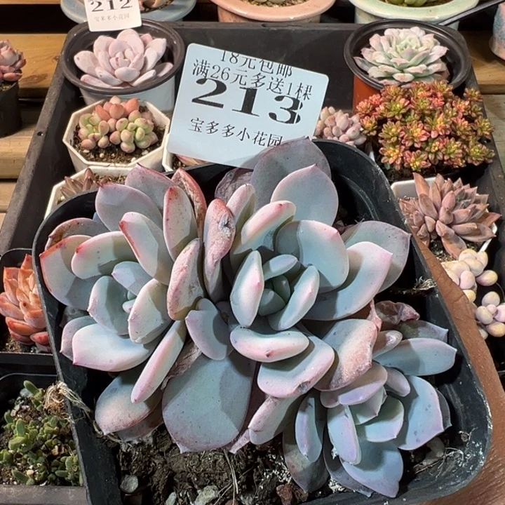 韩版奶茶三头10cm 一物一拍多肉满20元包邮