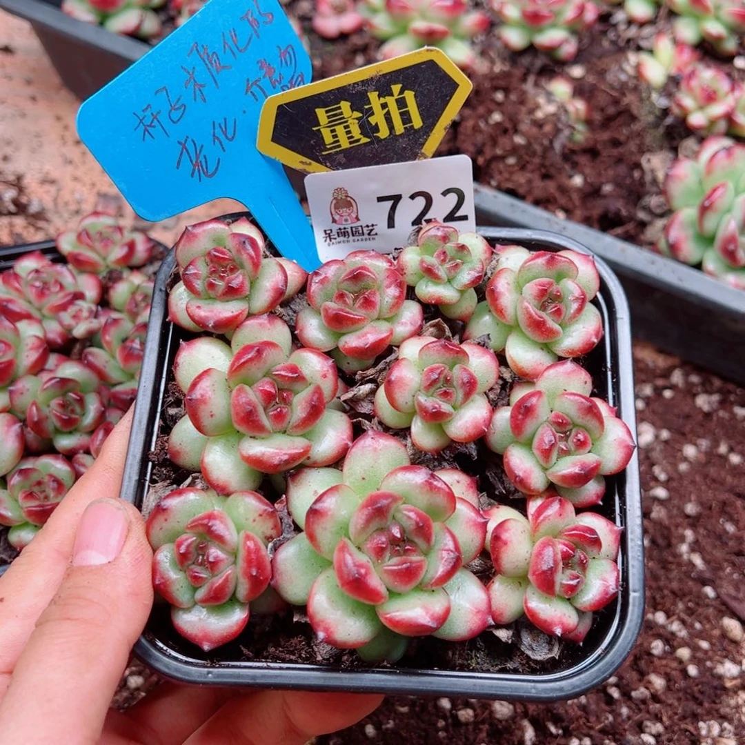 多肉植物多肉植物