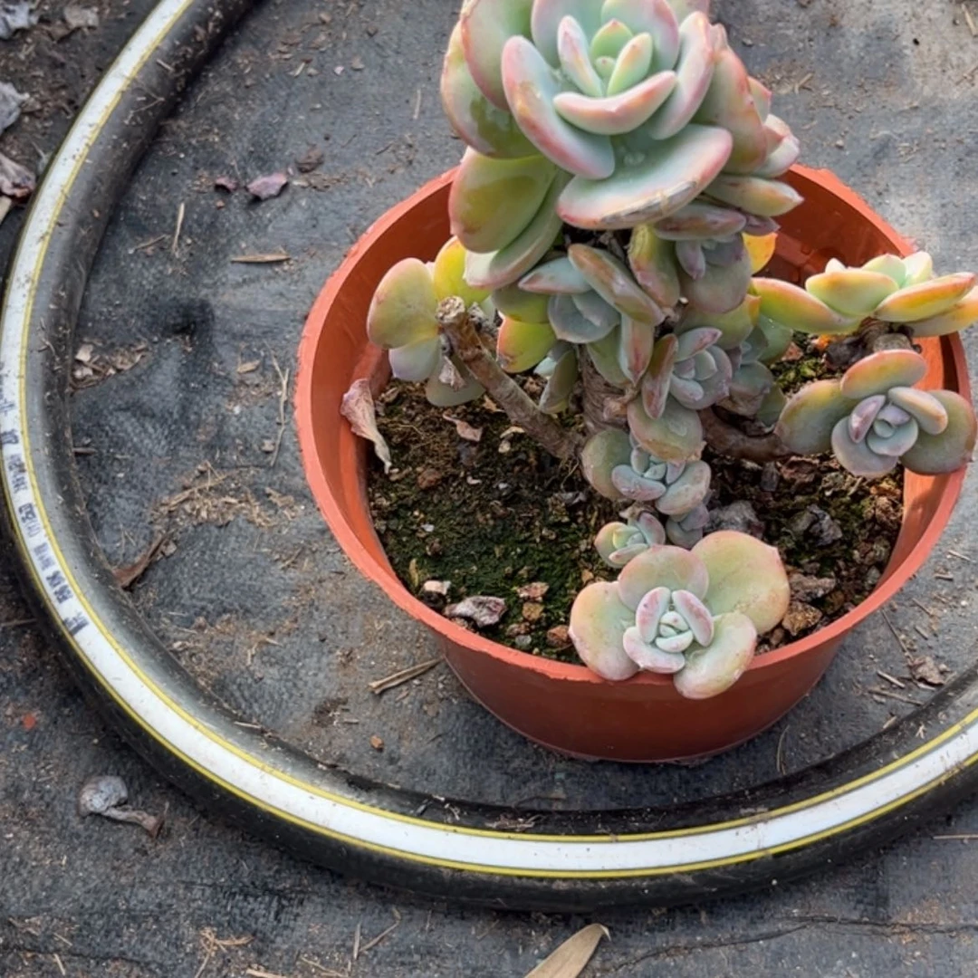 【闪购商品】无花朵8****4