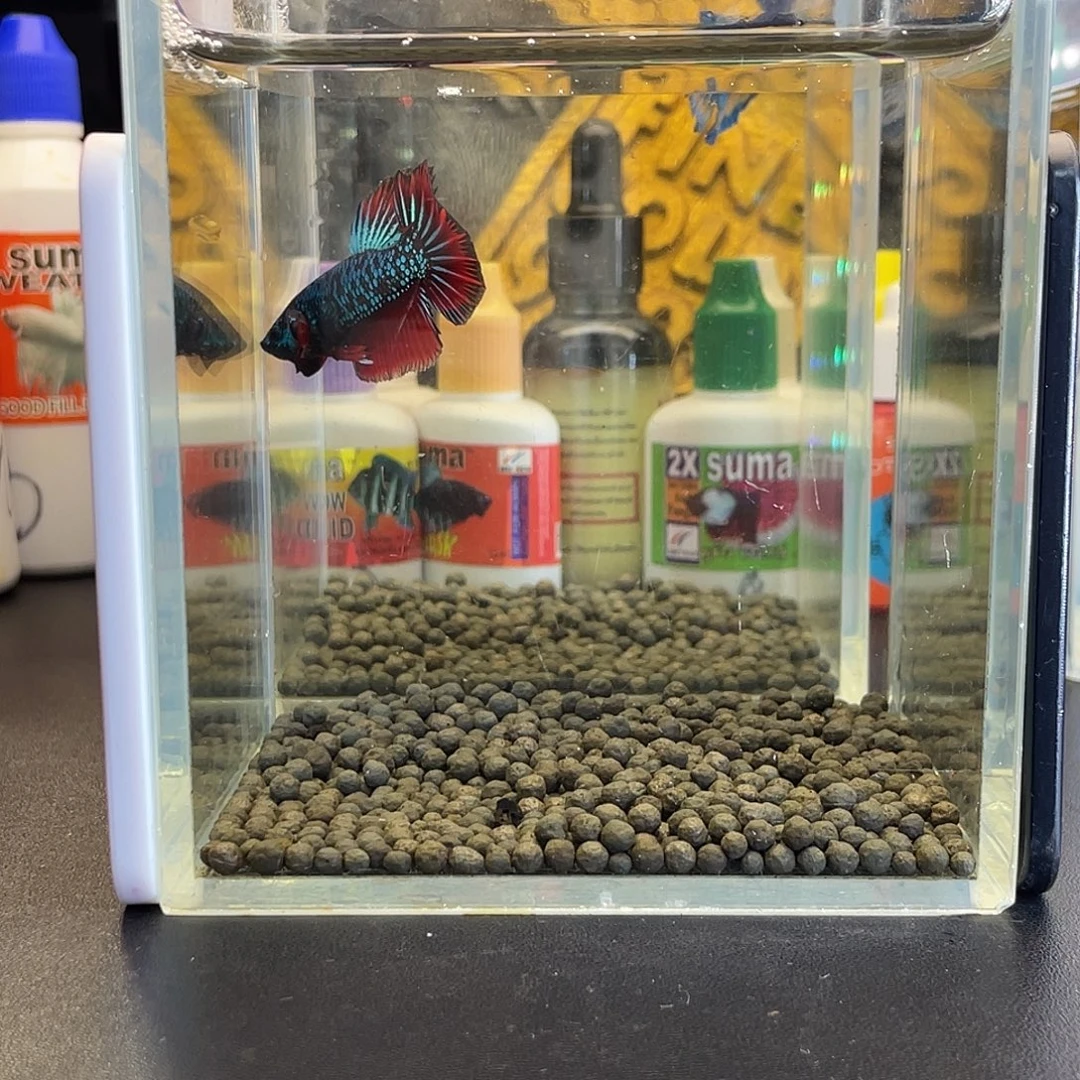 斗鱼23号1023早豹子