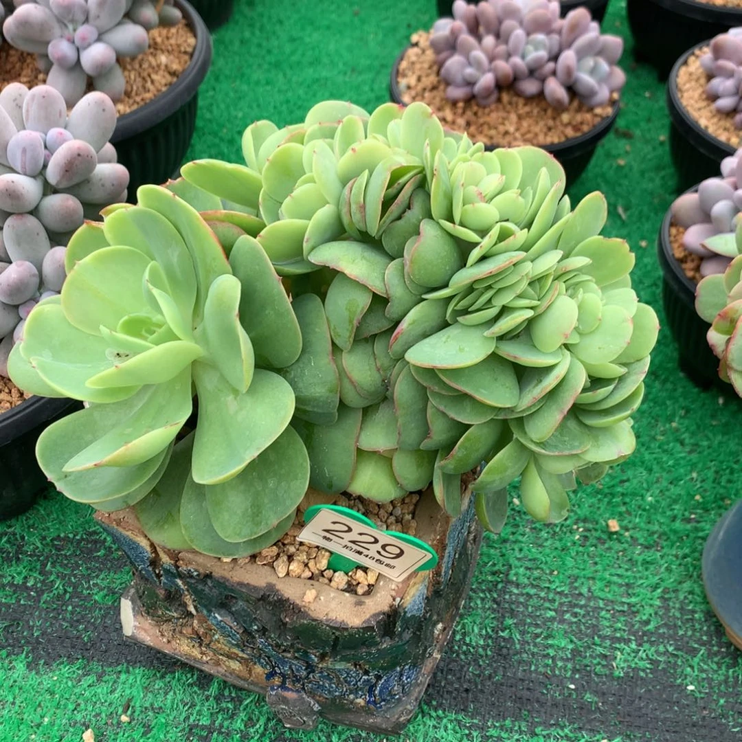 碧桃缀化一物一拍