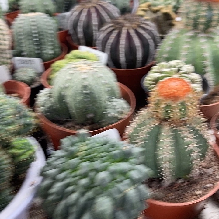 无花朵仙人球开花仙人球