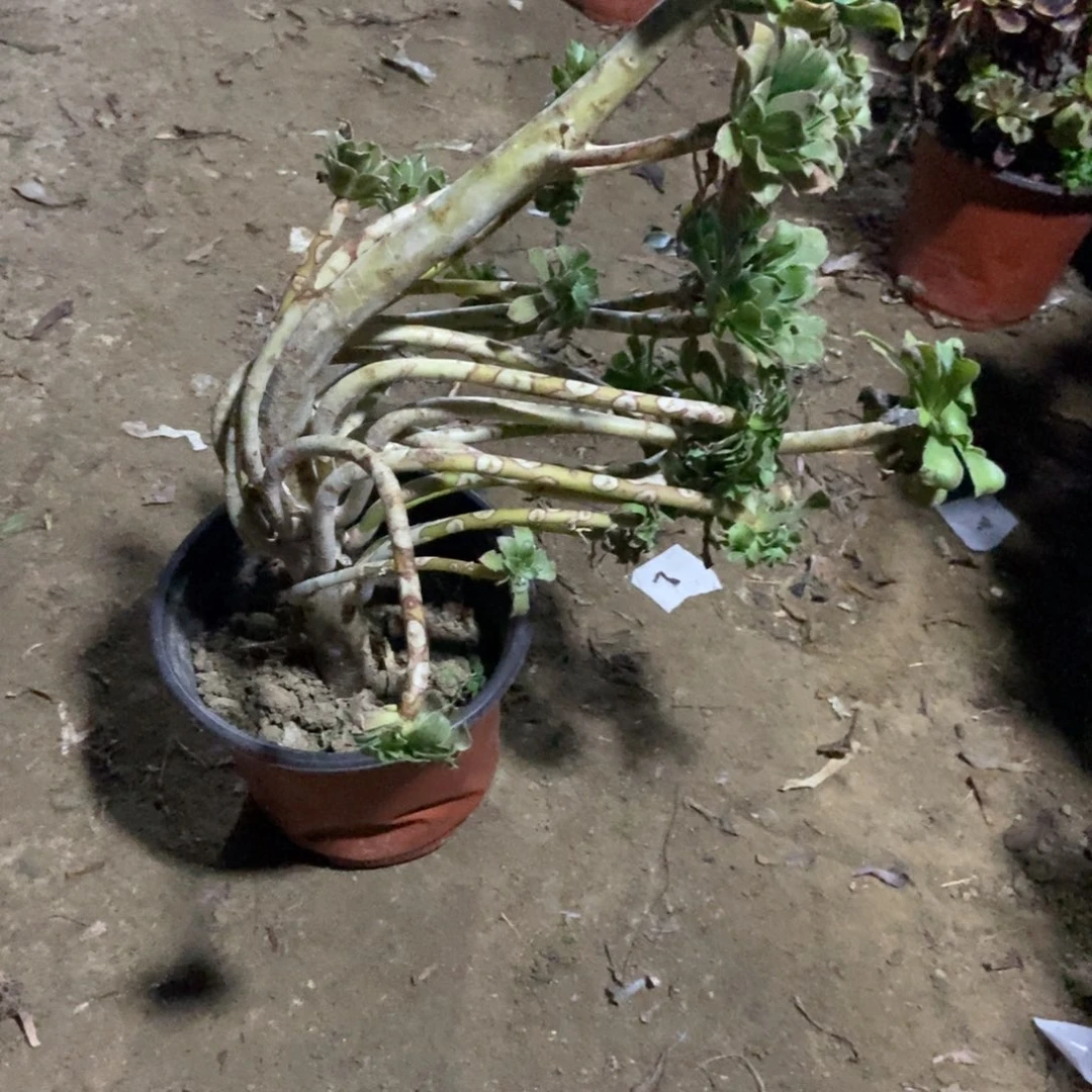 6号链接原始绿要装