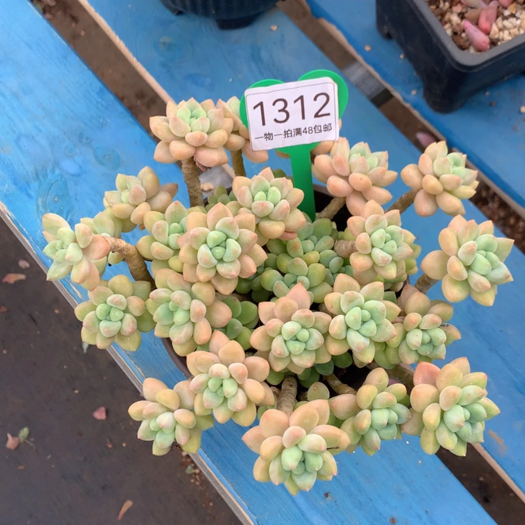 奶酪蛋糕开播福利
