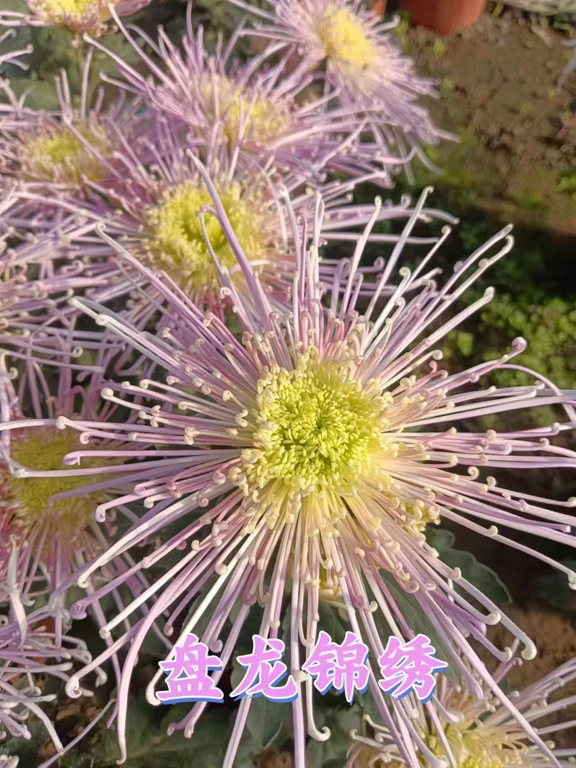 【盘龙锦绣】九月菊盆栽菊花苗室内外种植四季开花好养花卉植物