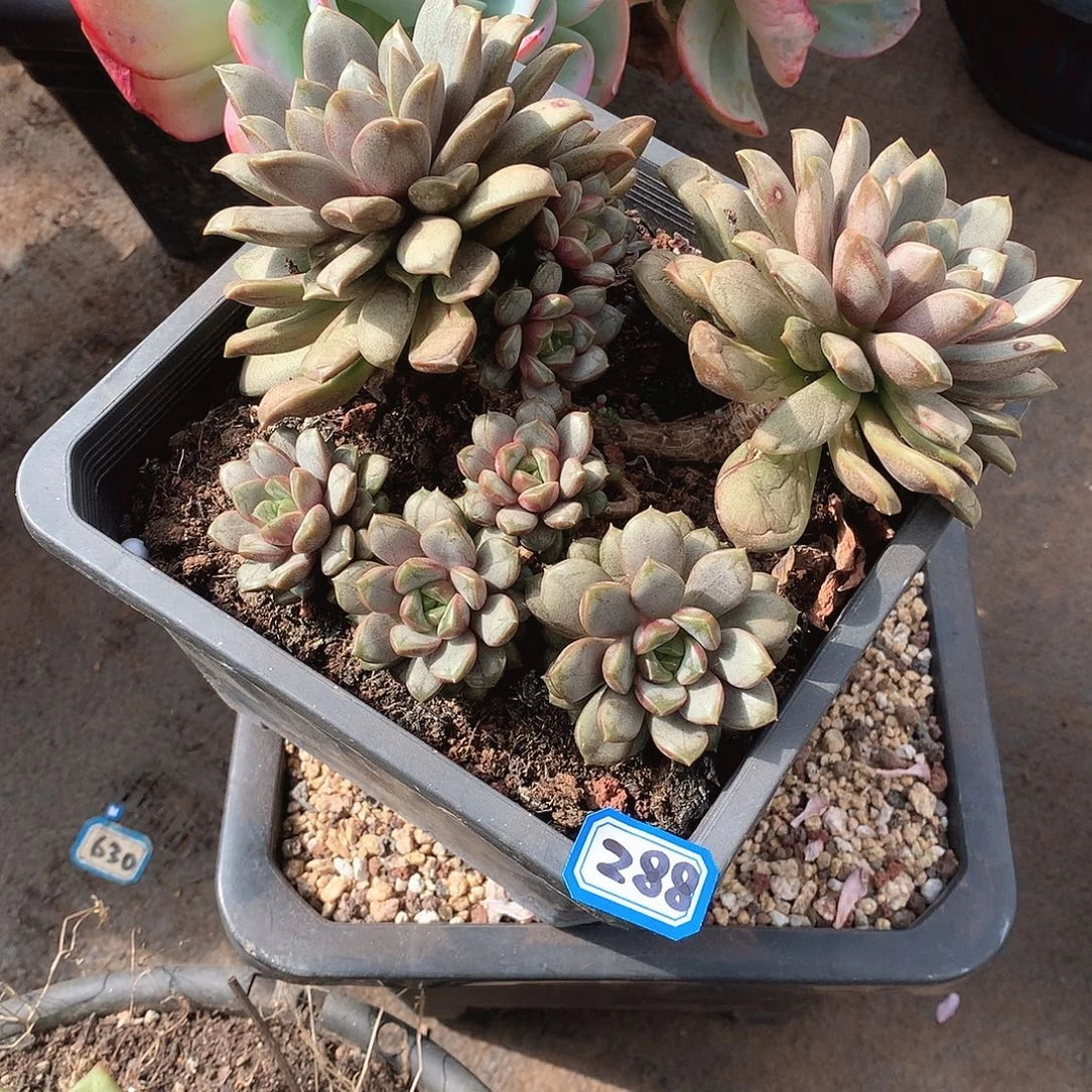 288葡萄 一物一拍多肉