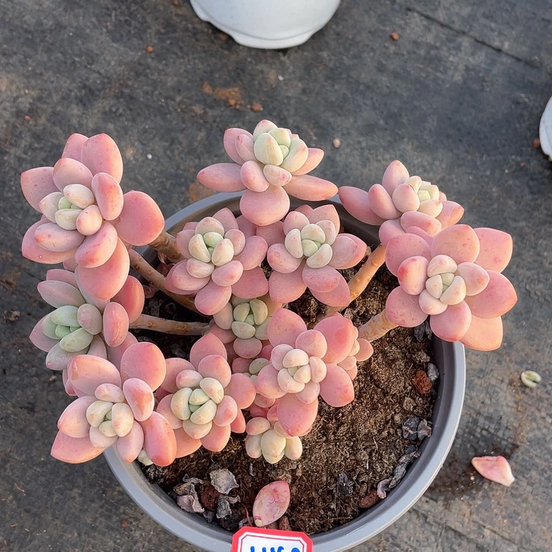 1148红洛神 一物一拍多肉