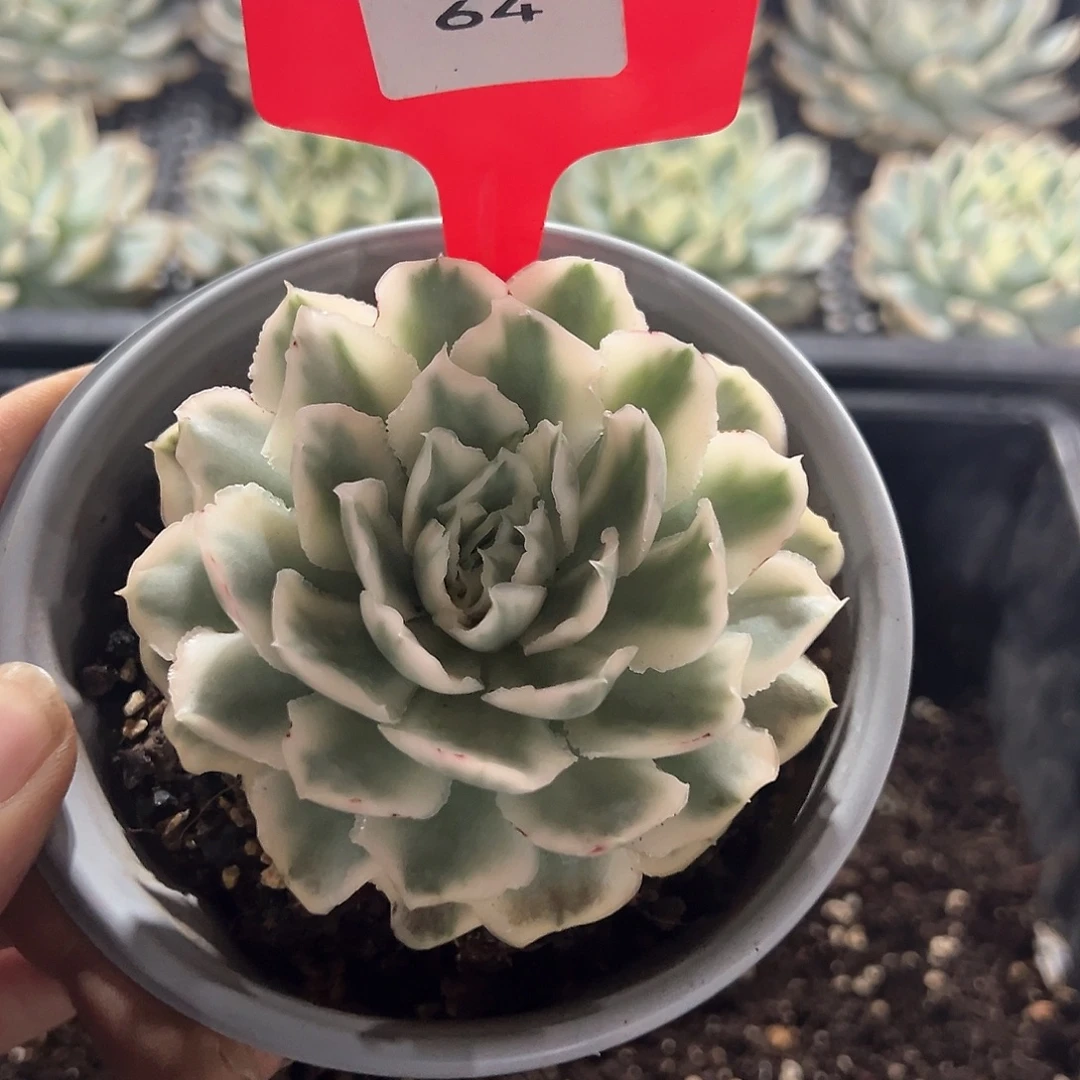 紫蝴蝶锦多肉植物
