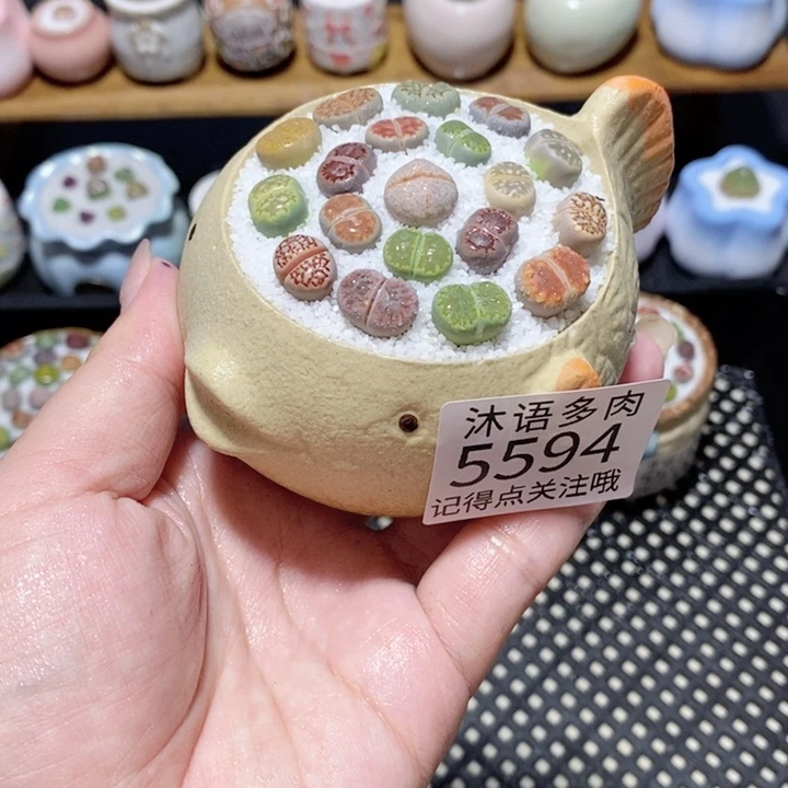 带盆土植物 一物一拍5594