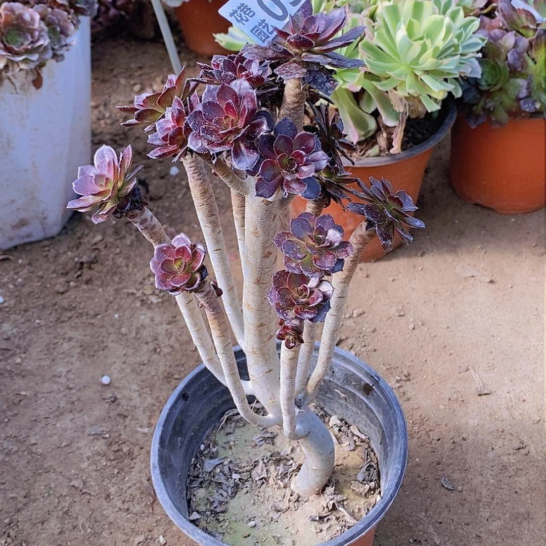 31 号20元包邮不包断枝年后发货