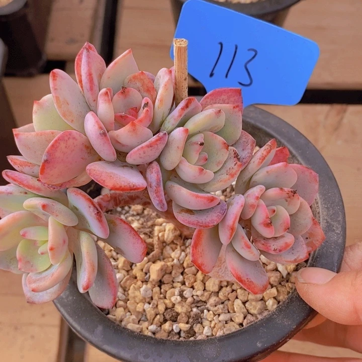 这么久不回来也没什么