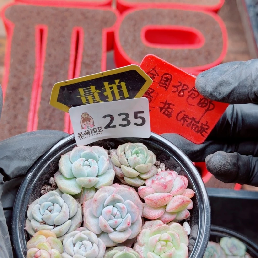 多肉植物多肉植物