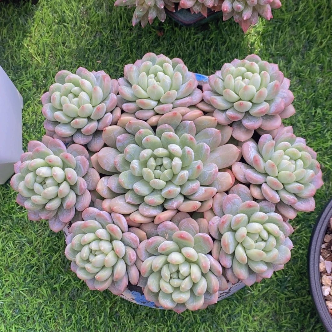 百达翡翠 一物一拍