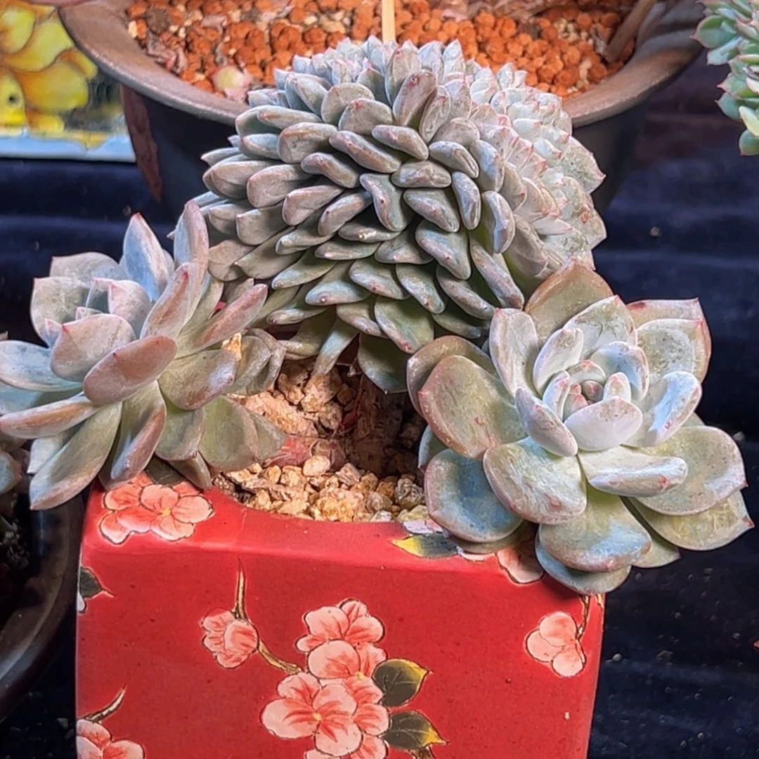 新年快乐 新年快乐