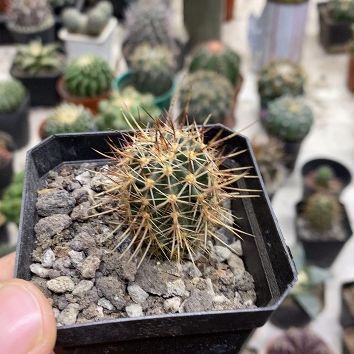 实生幻虾特价福利包邮
