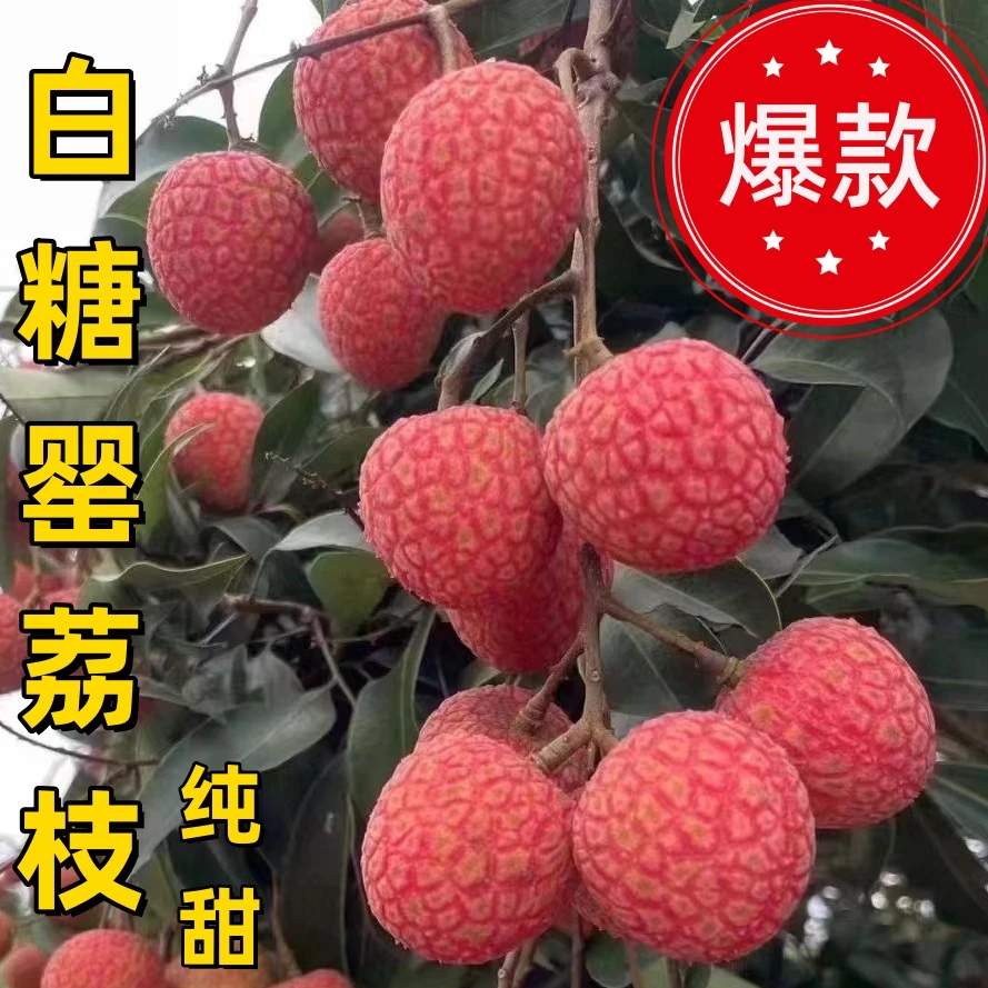 【顺丰京东冷链】白糖罂荔枝新鲜荔枝广东果园直发当季新鲜水果整箱