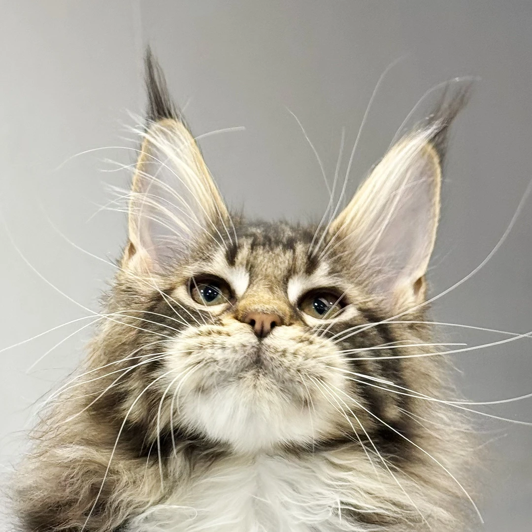 来了姊妹-棕虎斑加白缅因猫 弟弟 25