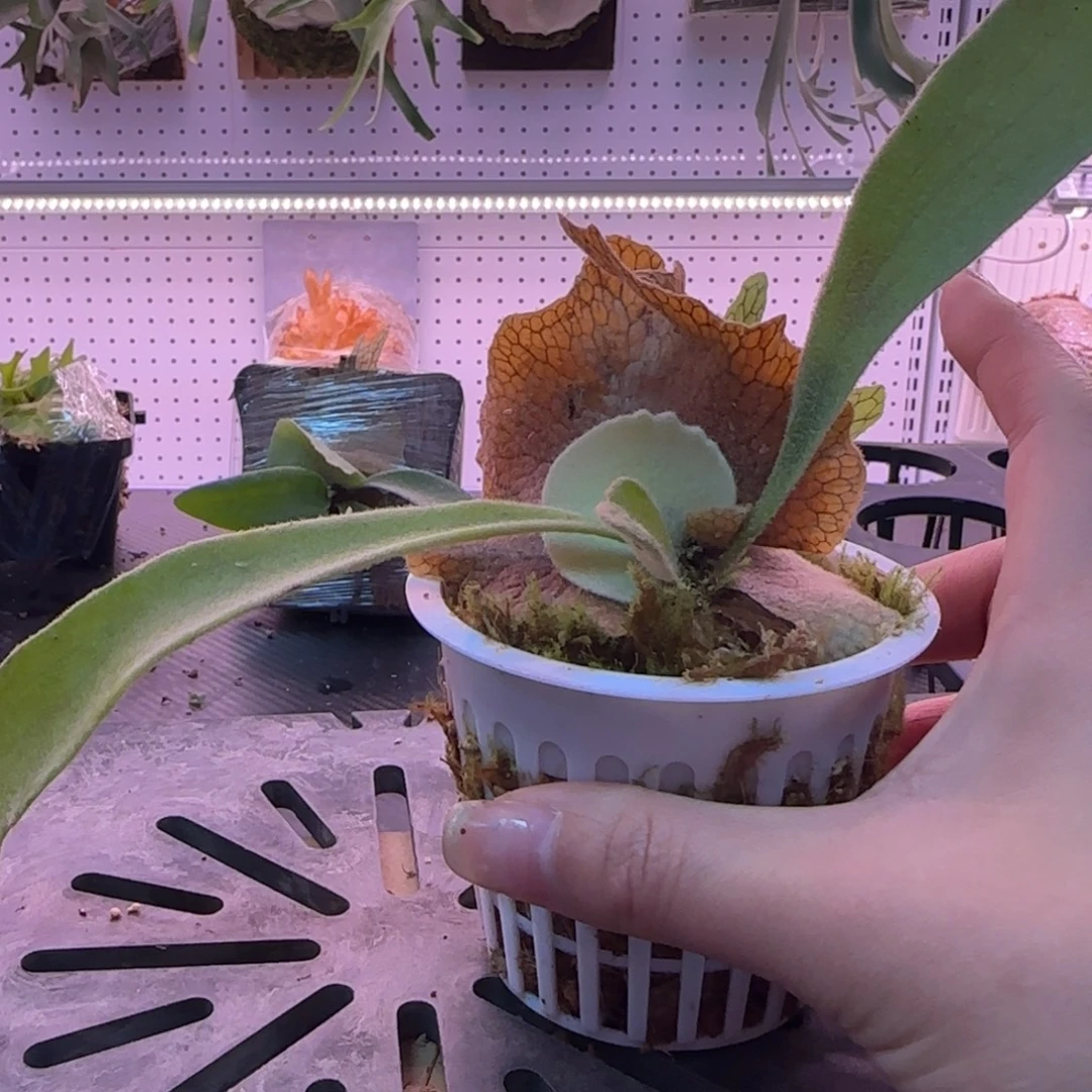 银鹿鹿角蕨孢子苗