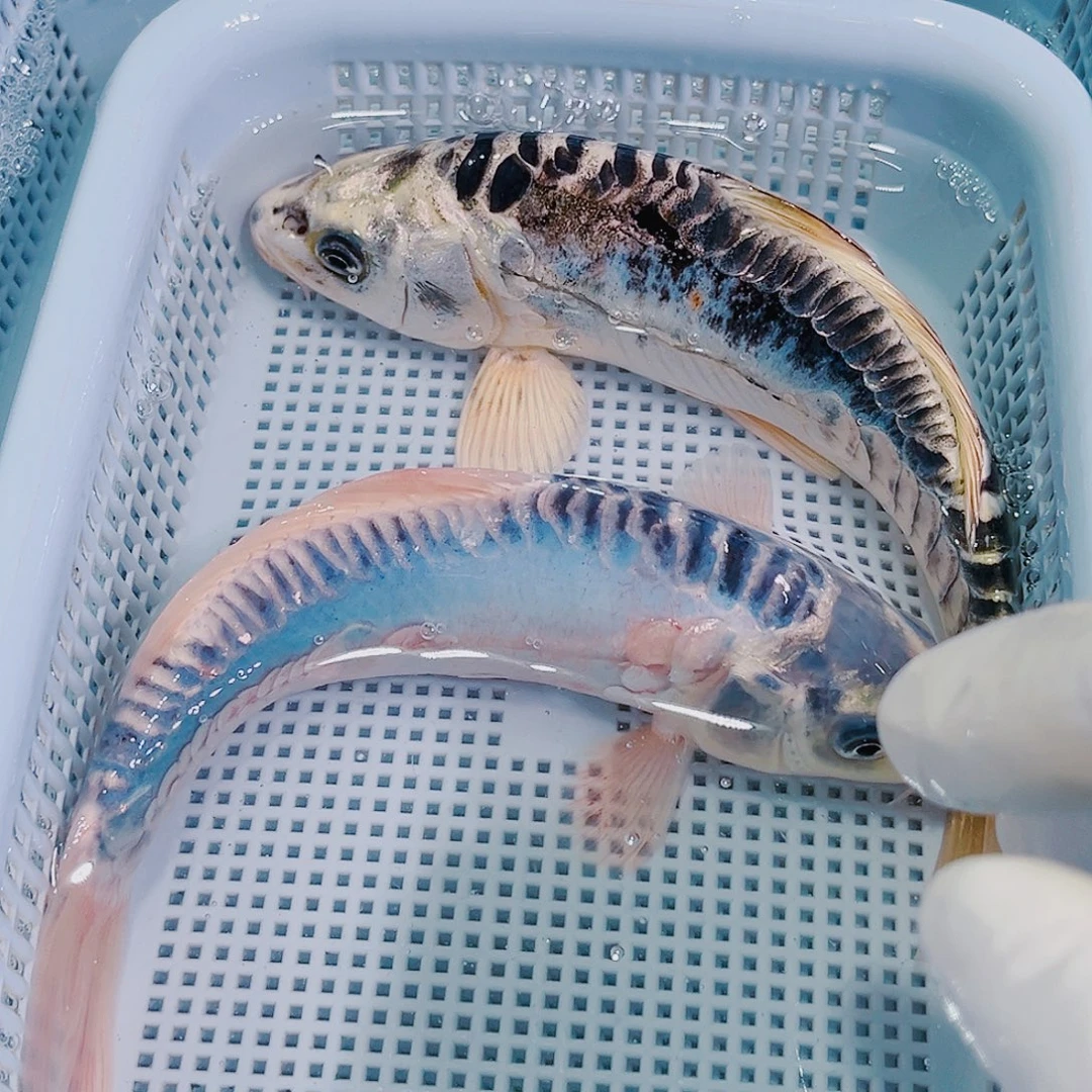 锦鲤锦鲤冷水鱼观赏