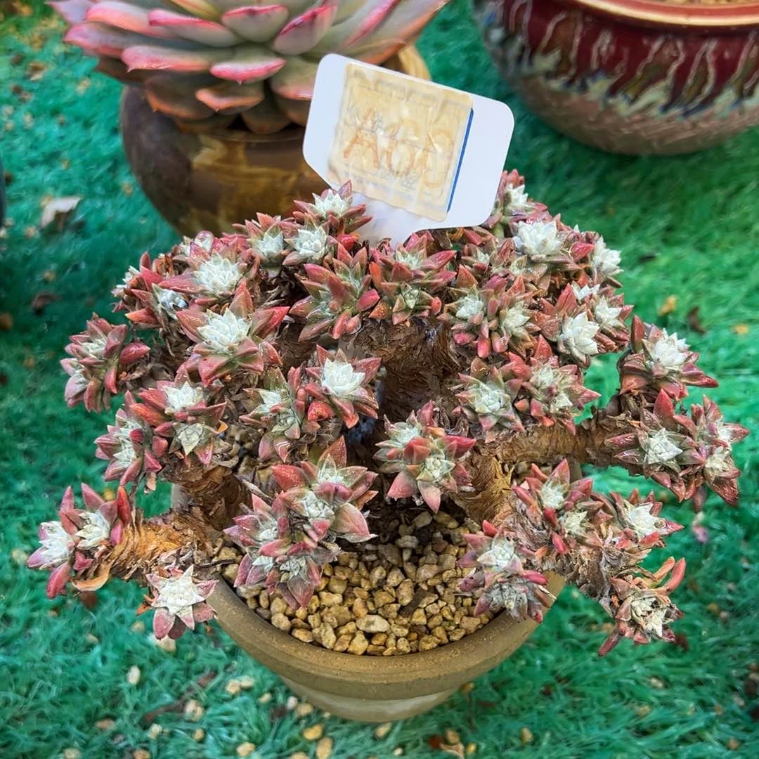 白菊，，，，，，，，，，，，，，