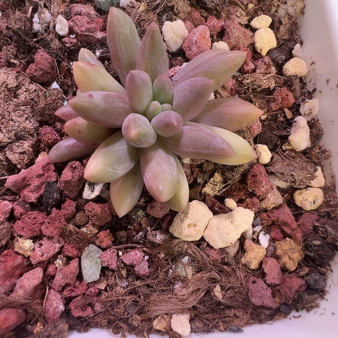 无***言多肉植物多肉植物
