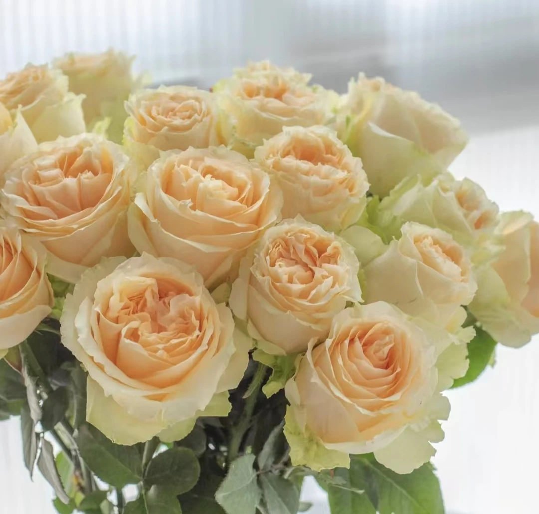 鲜花  香槟单头玫瑰 T