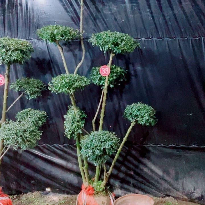 一物一拍一物一拍