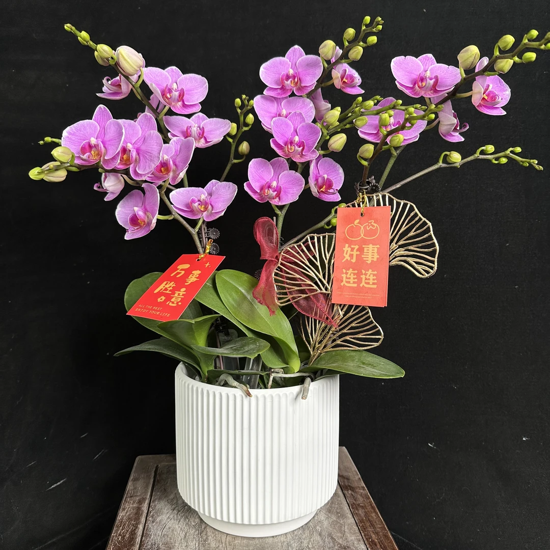 【紫蝶】蝴蝶兰 粉紫色兰花盆栽开花株 四季好养护绿植叶片