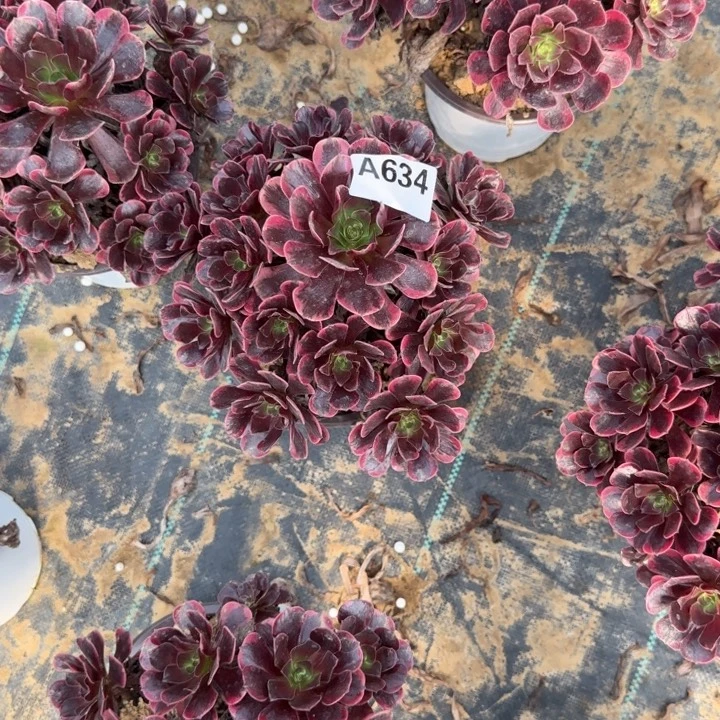 634 清棚处理不包断枝