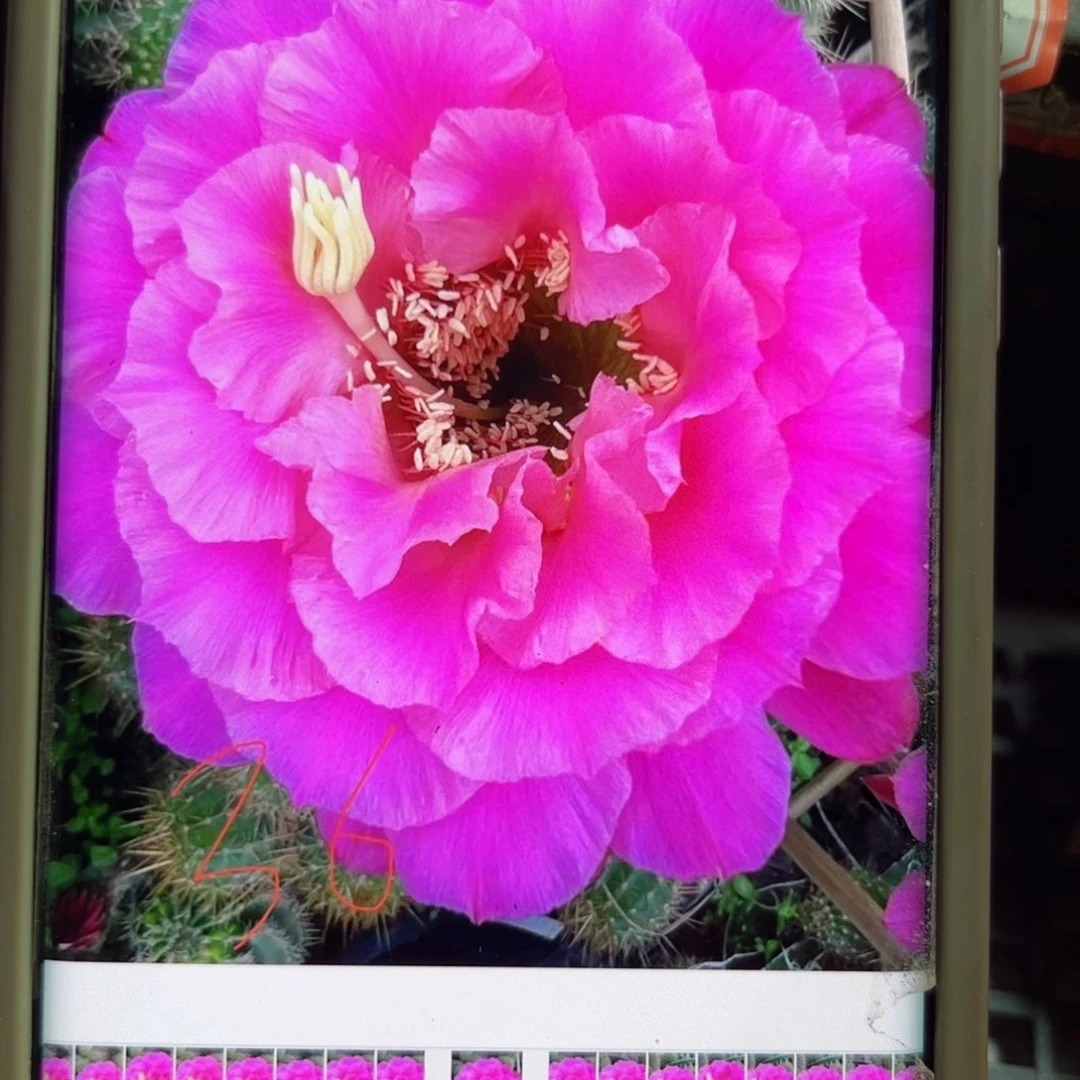 下7毛国色牡丹歪无根侧芽6公分左右20包邮