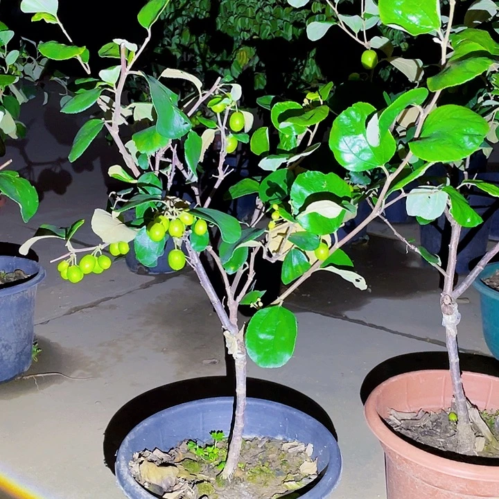 萧***领完全开放果树8888