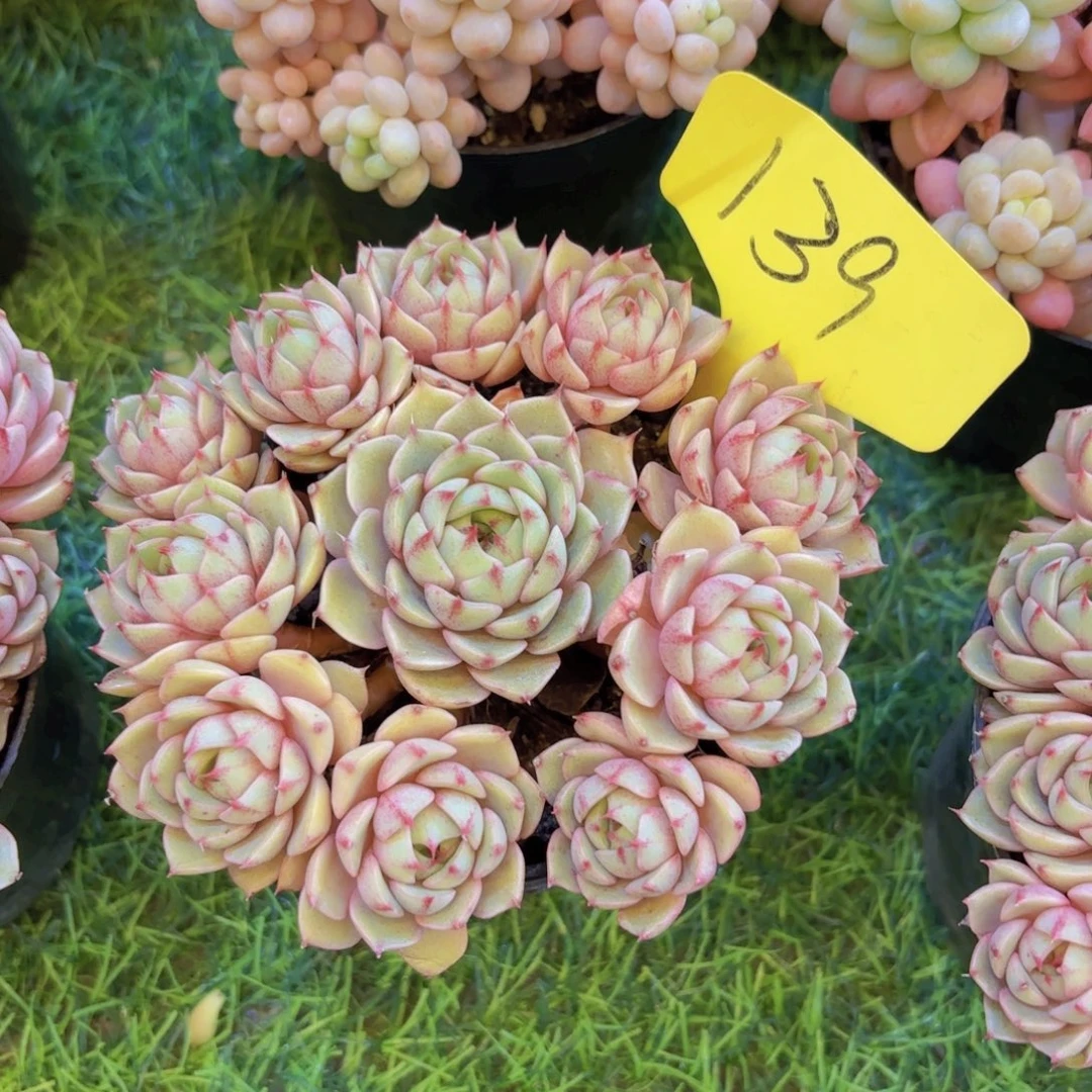 今***天云南金致家精品多肉