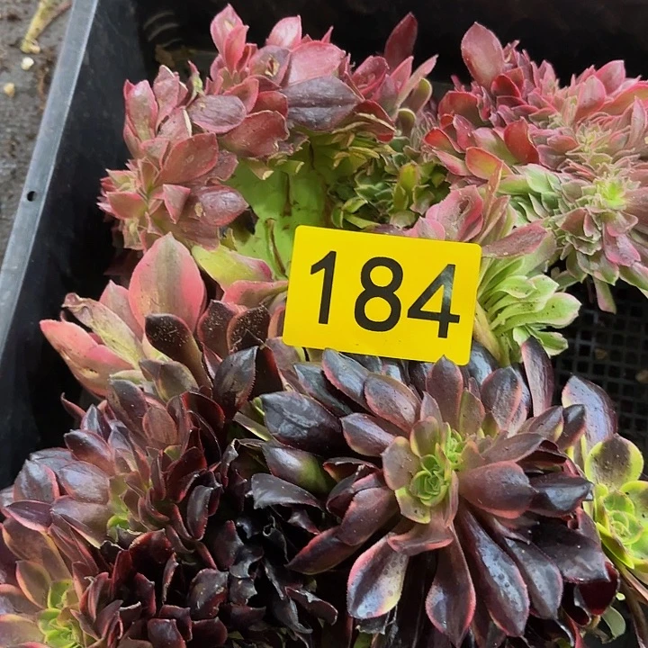 仔*多肉植物福利184