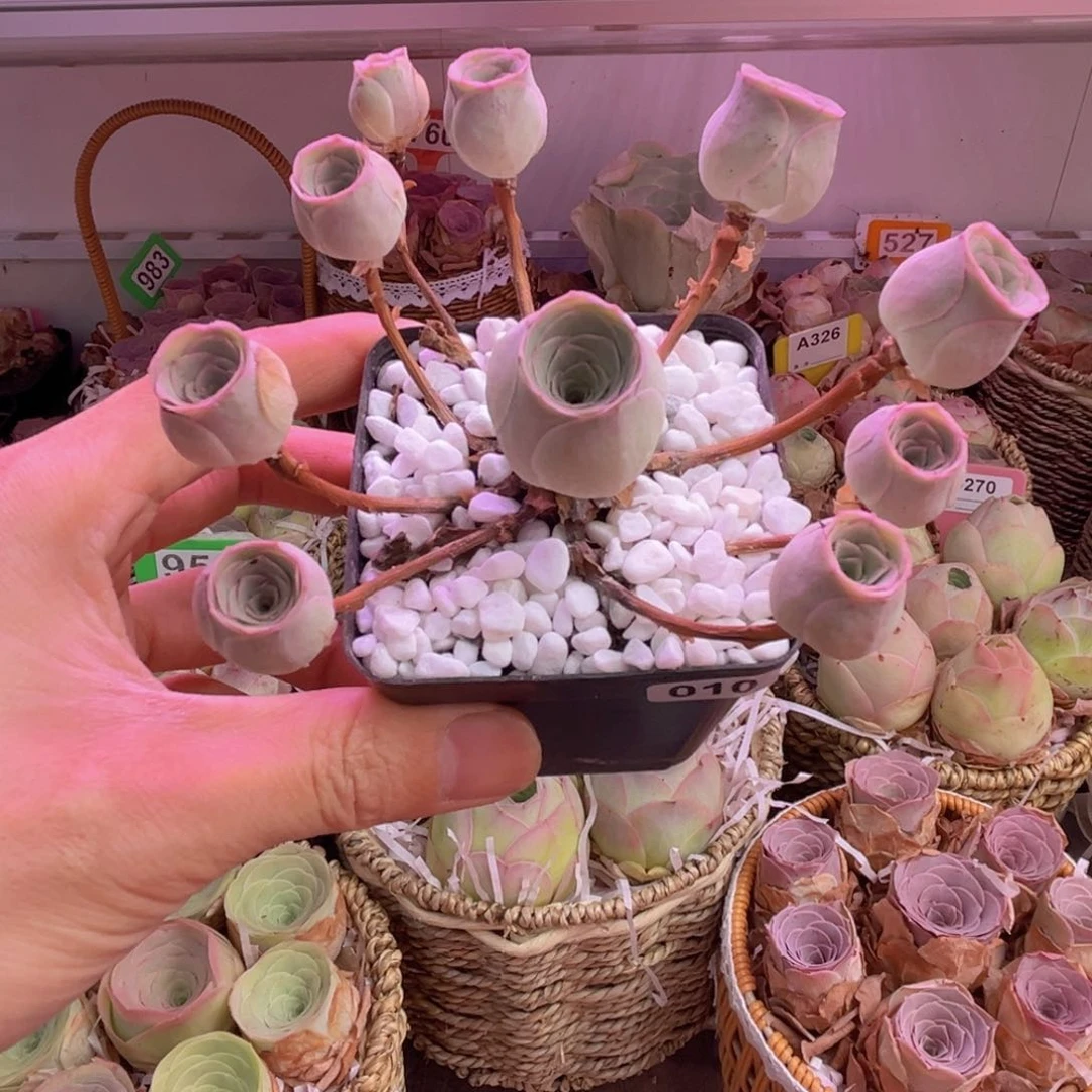 梦钰脱土裸根发货010