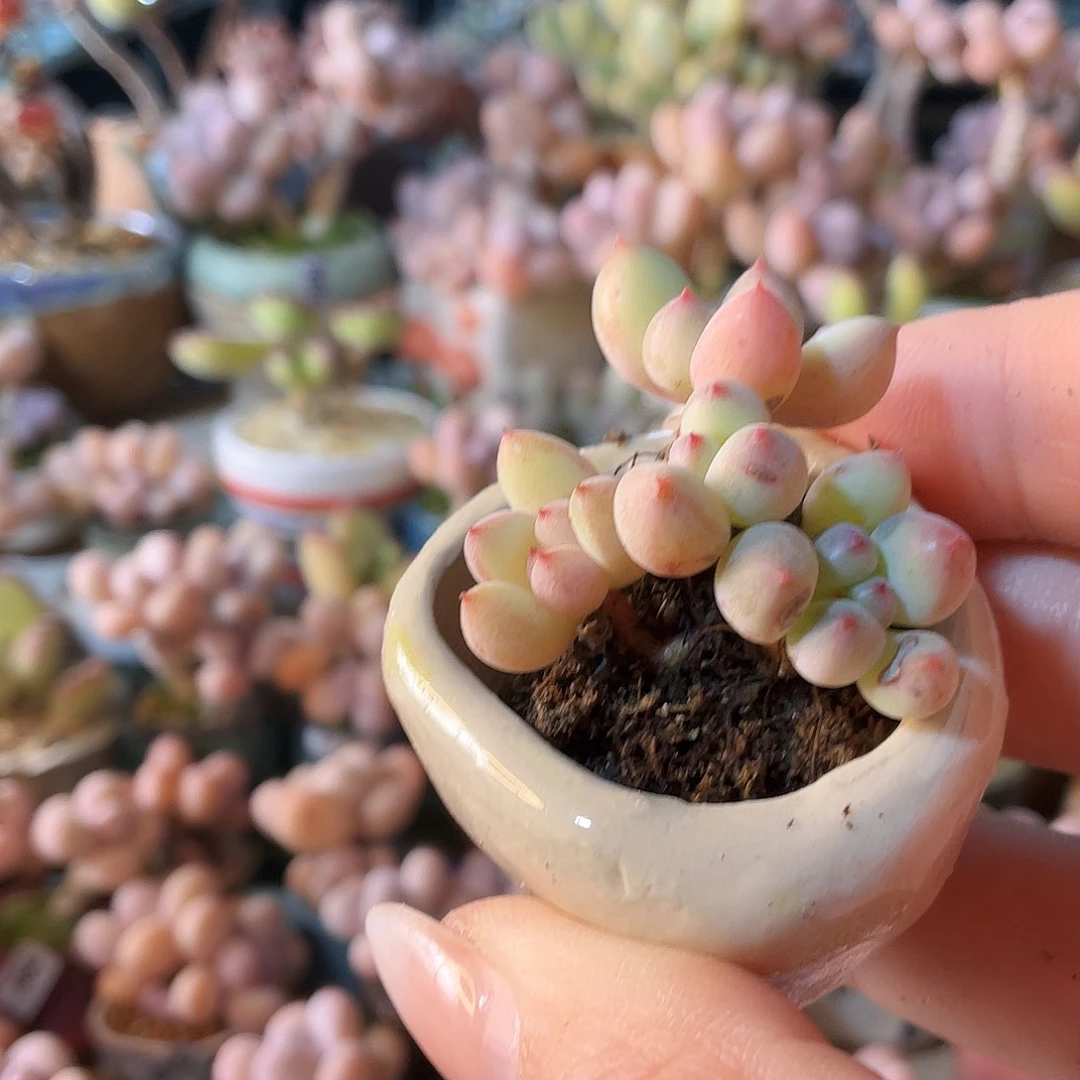 …***…多肉植物的生长发育和