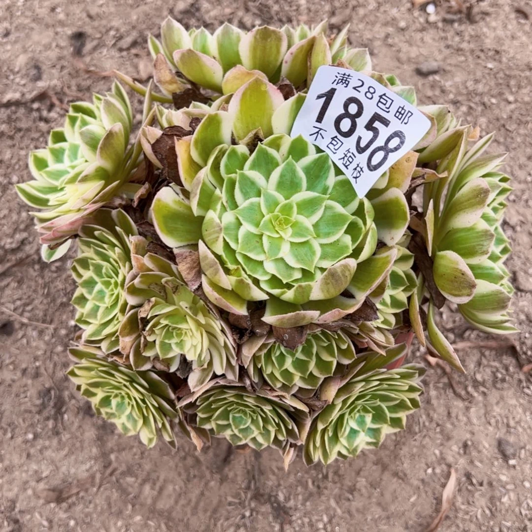 1858海王多肉植物法师