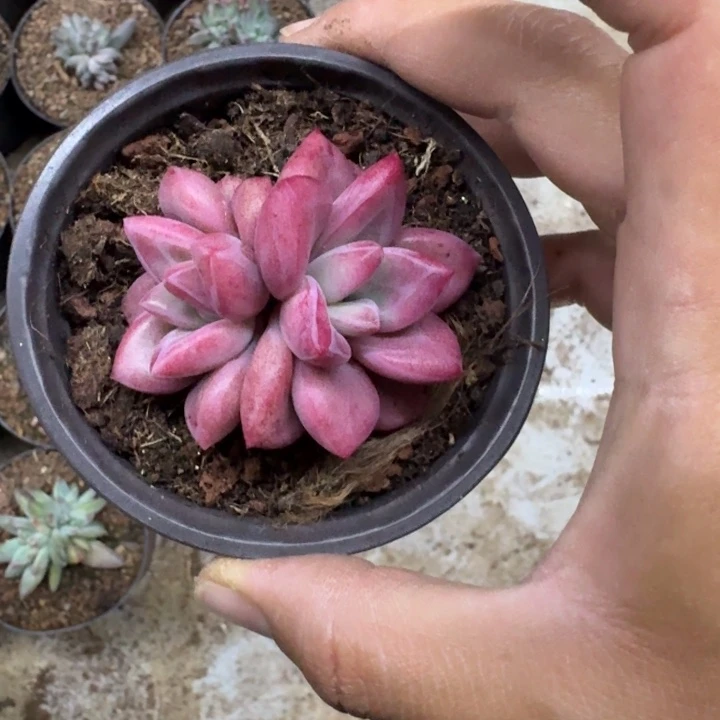 赫菲斯托 双头 一物一拍