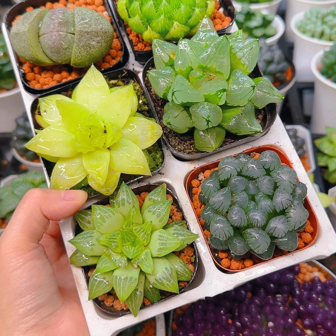 玉露六件套多肉，原盆