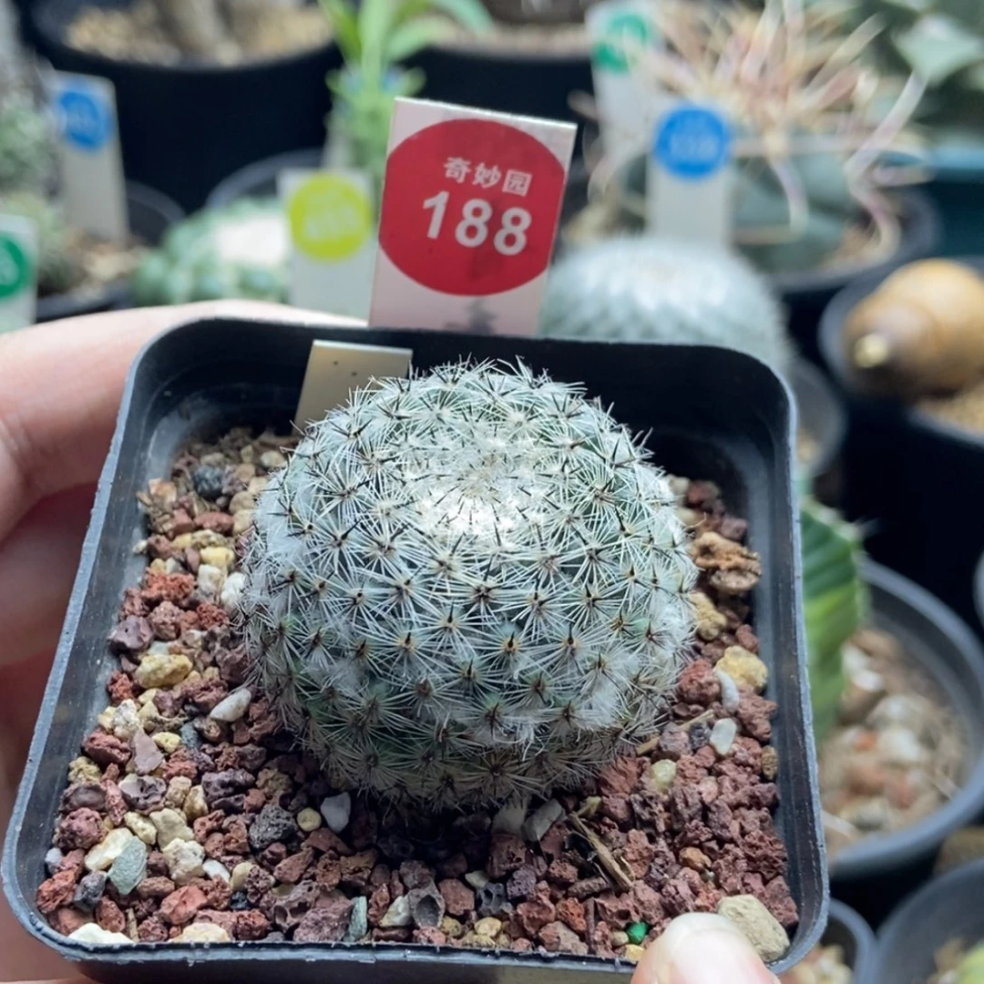 自根输入雪顶黑刺恋山彦4cm
