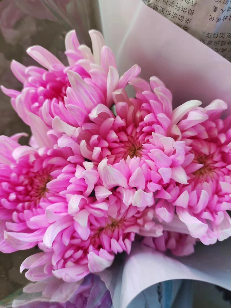 牡丹菊姐妹安娜菊吸色花 5支花期特别长鲜花云南