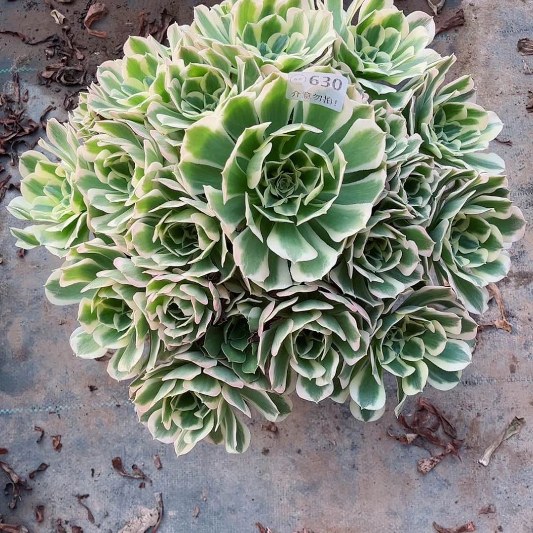 无花朵多肉植物630