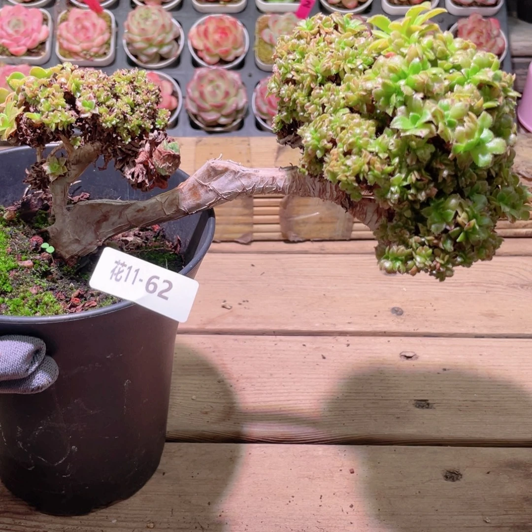 花利美 11-62法师缀化