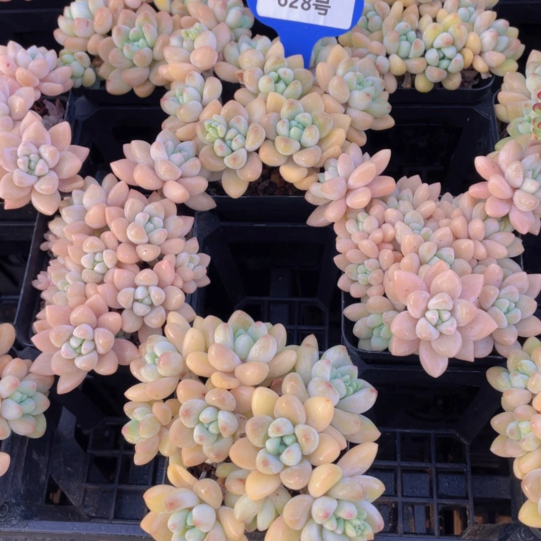 628号奶酪蛋糕多头捧花群一个