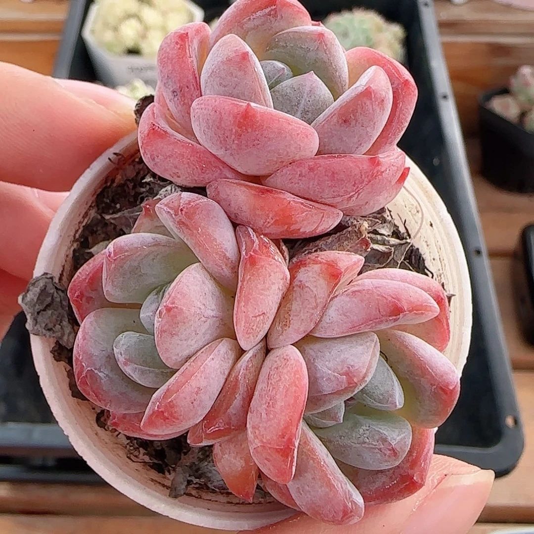 1107----220冰娃娃