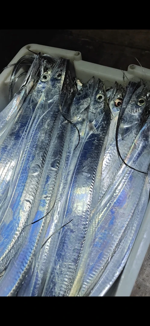 舟山华杰水产 现拍现称 江浙沪皖