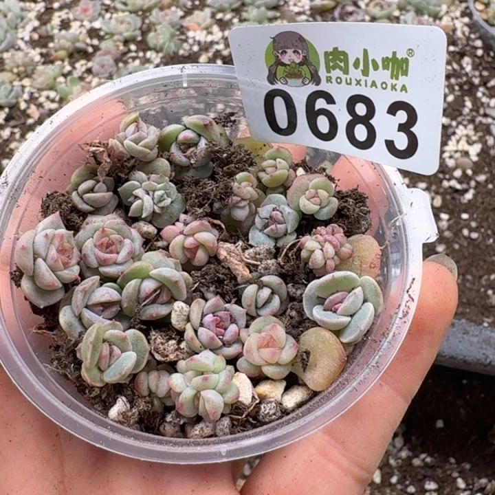 蓝****多肉植物多肉植物